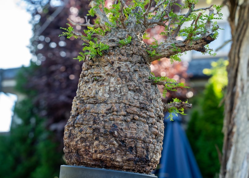 オペルクリカリア パキプス Operculicarya pachypus No.2 | man