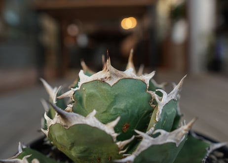 アガベ　チタノタ　FO-76　Agave titanota ”FO-76"　No.1