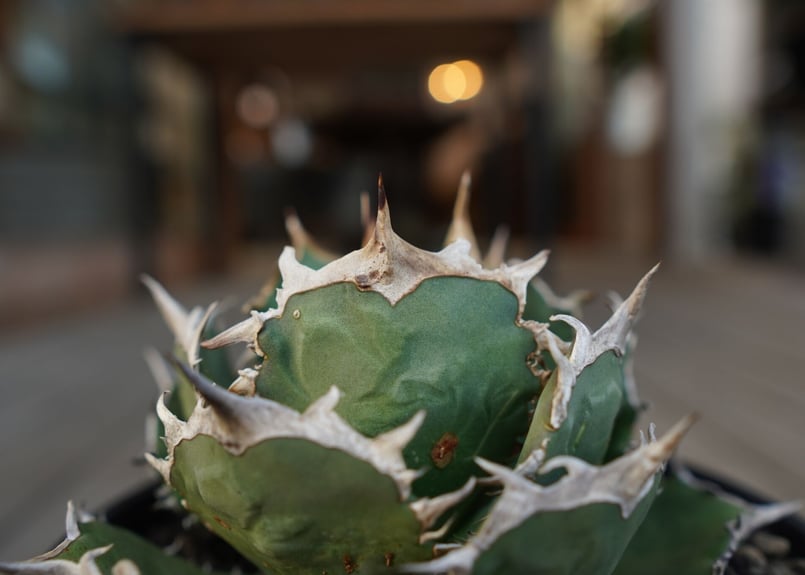 アガベ チタノタ FO-76 Agave titanota ”FO-76