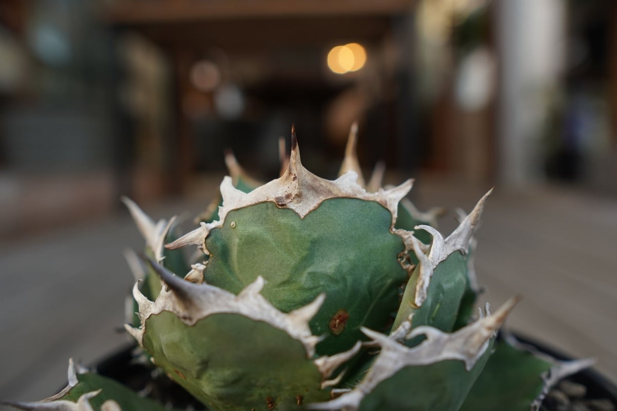 アガベ チタノタ FO-76 Agave titanota ”FO-76 アガベ チタノタ FO-76 Agave titanota ”FO-76