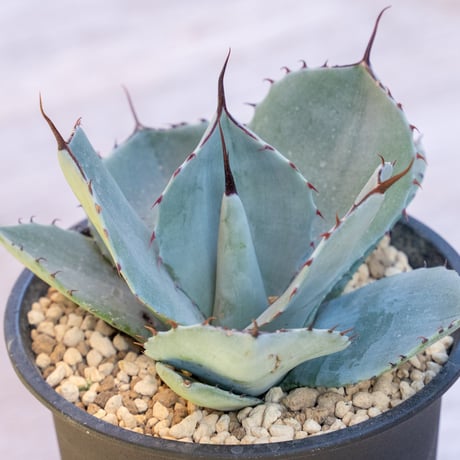 アガベ　トランカータ　ベアルート　38センチ❗ アガベ トランカータ ベアルート 38センチ❗ 楽天市場】【送料
