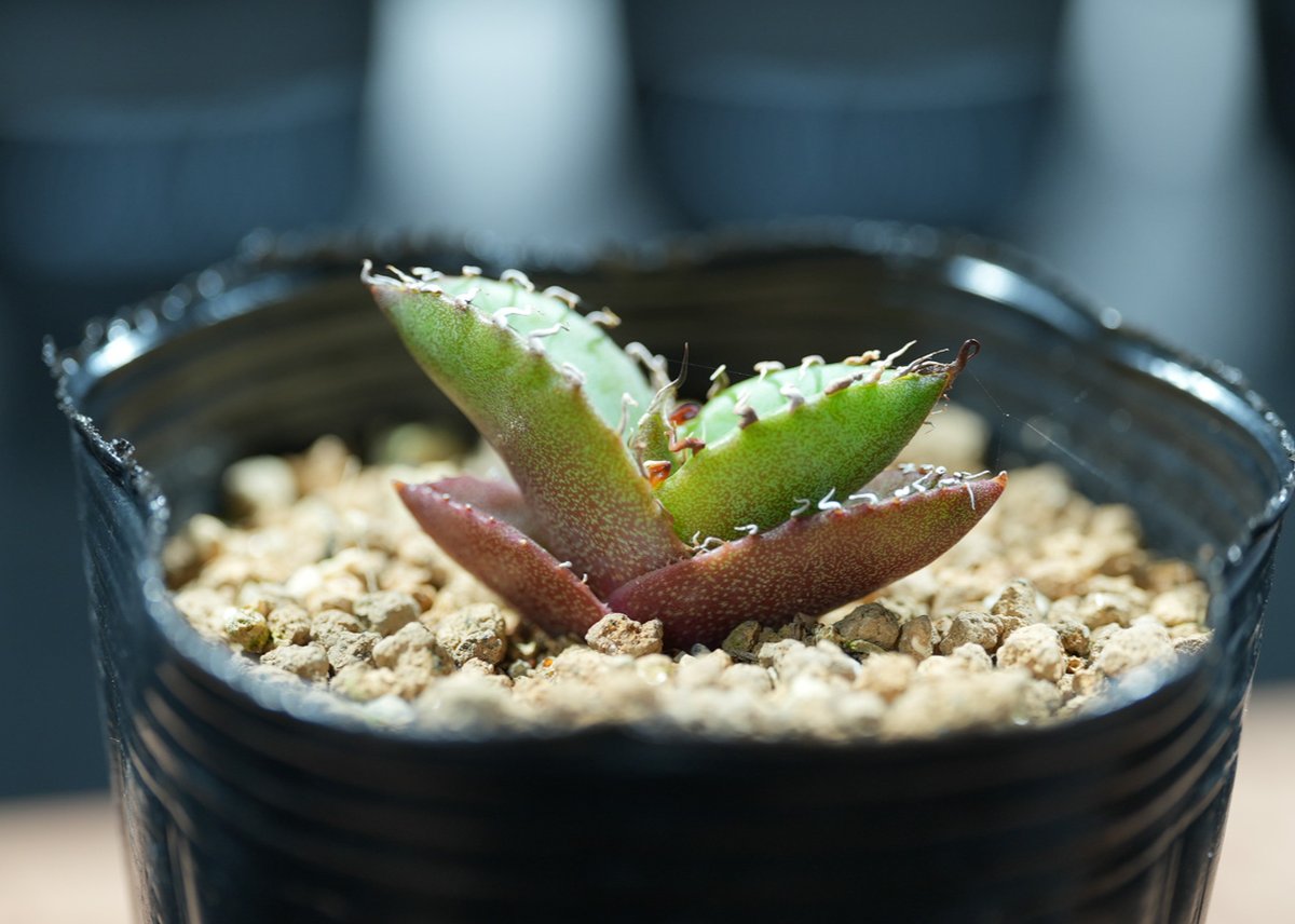 アガベ オテロイ 沖縄実生 | mana's green:塊根植物販売|マナズ アガベ オテロイ 沖縄実生 | mana's green:塊根植物販売|マナズ