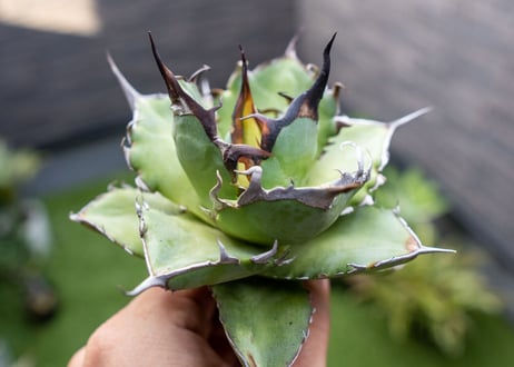 Agave ハデス 黒獄 Ｂ NO.2    (G)