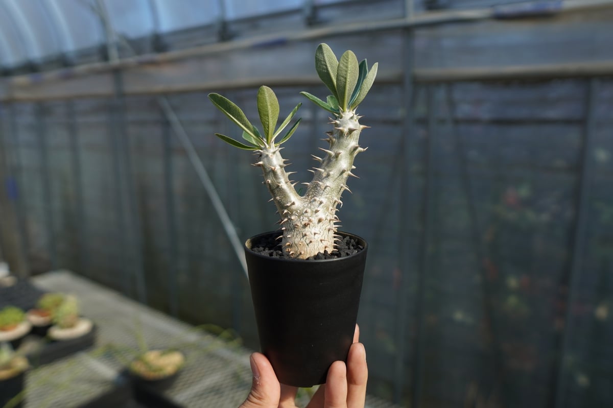 パキポディウム 伊藤ハイブリッド Pachypodium 'Itoh Hybrid' No.