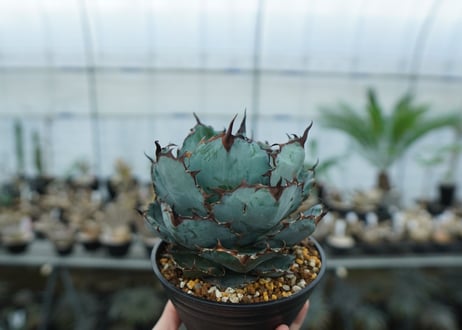 アガベ　チタノタ　 ブラックアンドブルー 　Agave titanota black and blue　NO.1