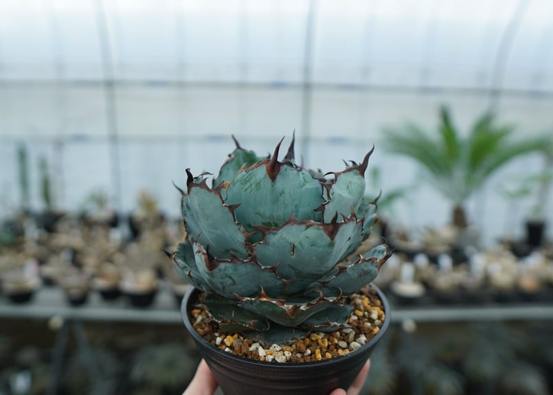 アガベ チタノタ ブラックアンドブルー Agave titanota black and