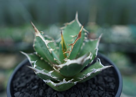 アガベ　チタノタ　FO-76　agave titanota  FO-76　No.4