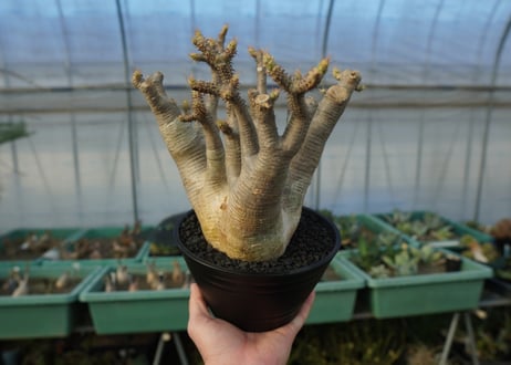 パキポディウム マカイエンセ　Pachypodium makayense　No.1