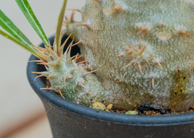 グラキリス2点デンシフローラム1点 パキポディウム グラキリス × デンシフローラム NO.2 | mana's farm:塊