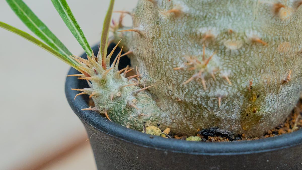 パキポディウム グラキリス × デンシフローラム NO.2 | mana's farm:塊