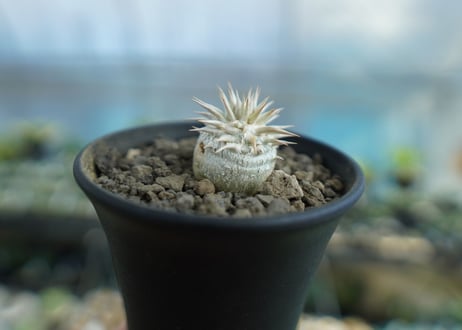 パキポディウム　恵比寿大黒　Pachypodium Densicaule