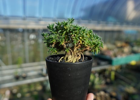 トリコディアデマ ステラツム　Trichodiadema stellatum  No.2