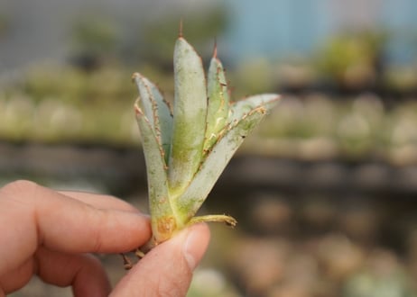 Agave titanota 'black and blue'　カキ子　No.3
