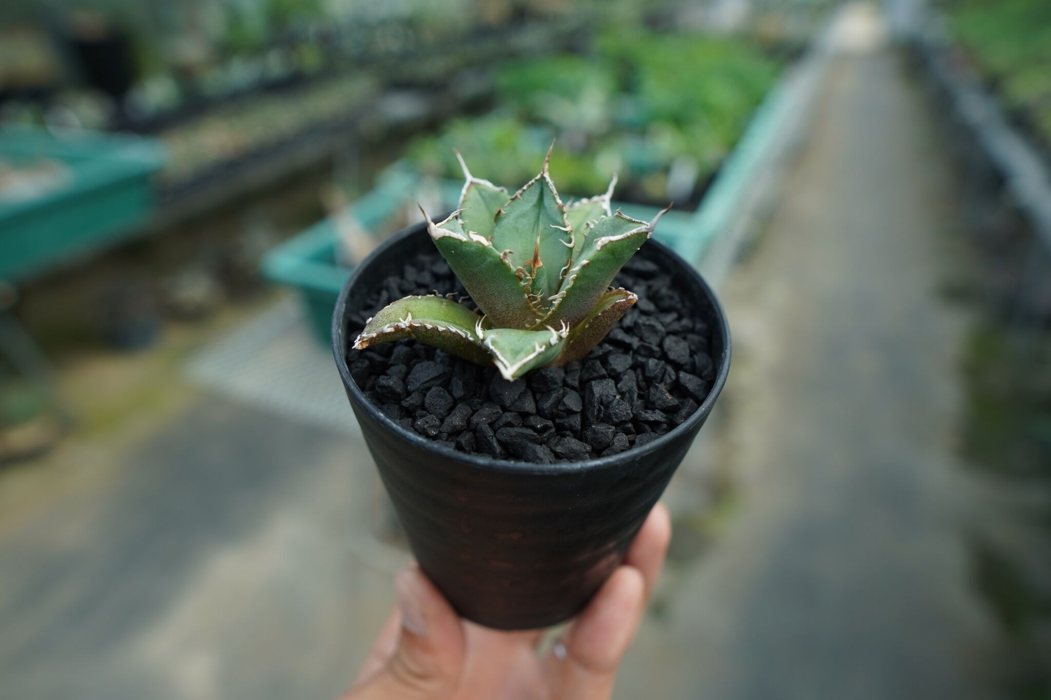 アガベ チタノタ FO-76 agave titanota FO-76 No.9 | man