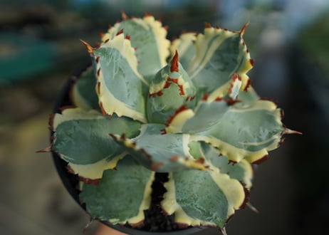 アガベ　兜蟹錦　連棘　Agave isthmensis “Kabutogani” variegata  No.4