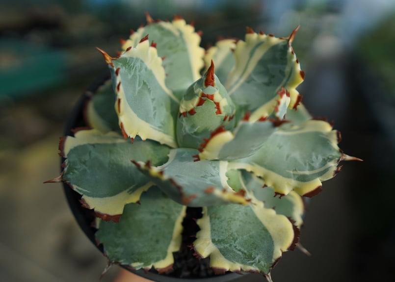 アガベ 兜蟹錦 連棘 Agave isthmensis “Kabutogani” varieg