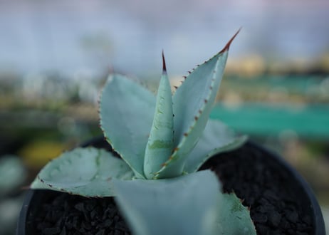 アガベ　ドラゴントゥース　Agave Dagontoes　No.5