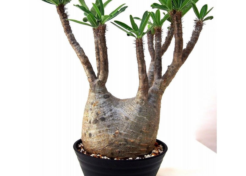 ぴっころです。 グラキリス Pachypodium gracilius ⑤ パキポディウム グラキリス Pachypodium Gracilius No.5 | ma