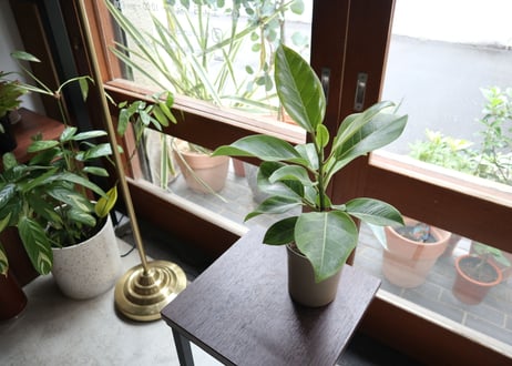 観葉植物aneさん専用　ベリーブラスト　グレムリン 120cm〜140cmの観葉植物 | 送料無料でお届け | Hitohana（ひとはな）
