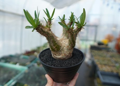 パキポディウム　グラキリス　Pachypodium  Gracilius No.6