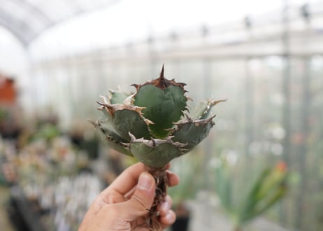 Agave titanota FO-76  F NO.5