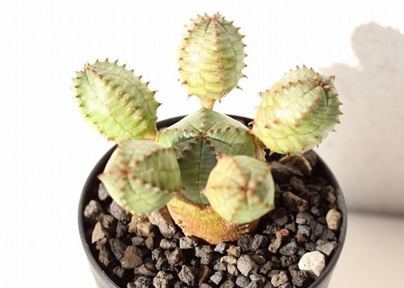 ユーフォルビア オベサ ブロウ | mana's farm:塊根植物・アガベ