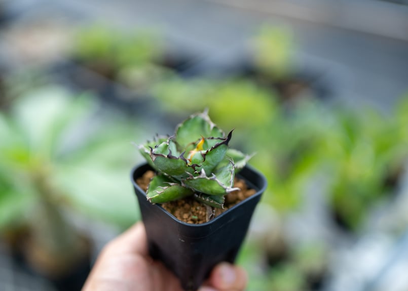 アガベ ブラックアンドブルー 沖縄実生 | mana's farm:塊根植物