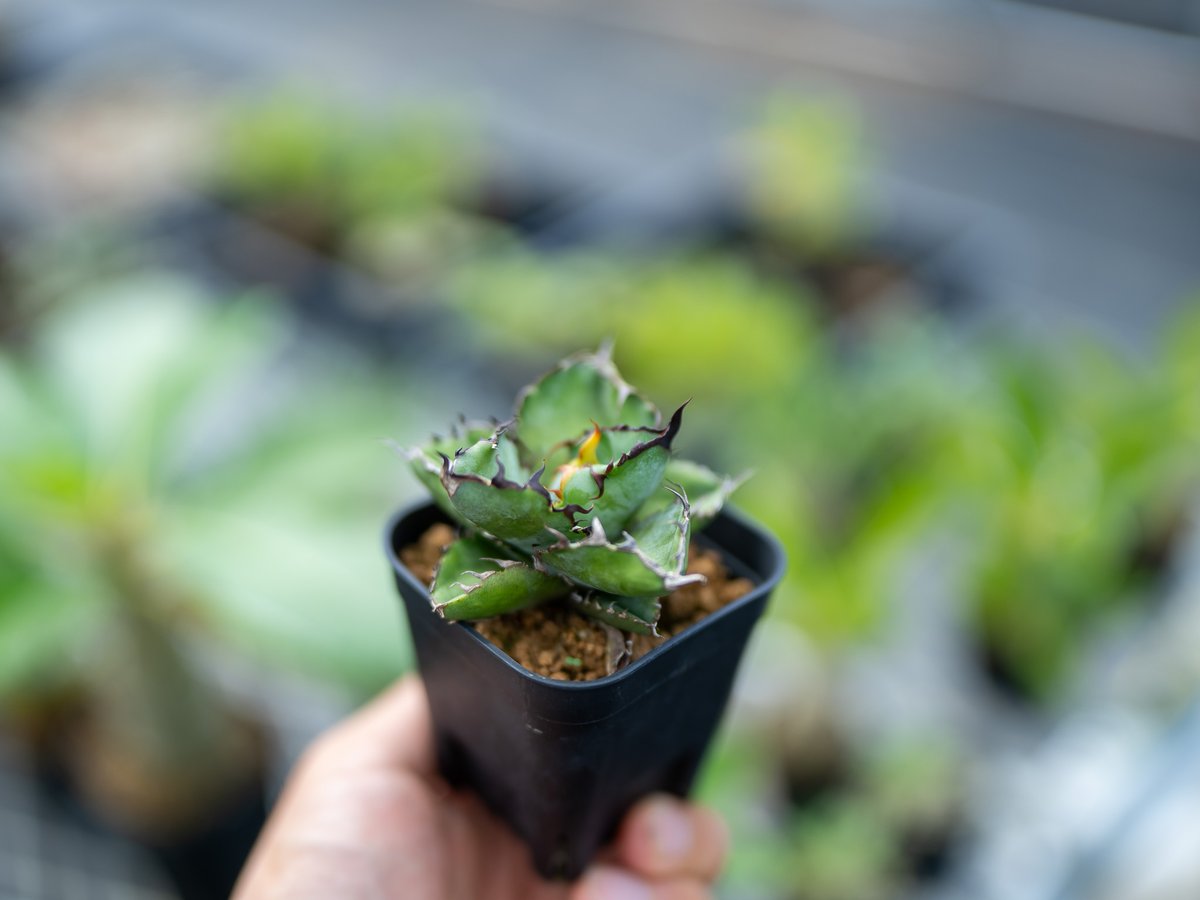 アガベ ブラックアンドブルー 沖縄実生 | mana's farm:塊根植物