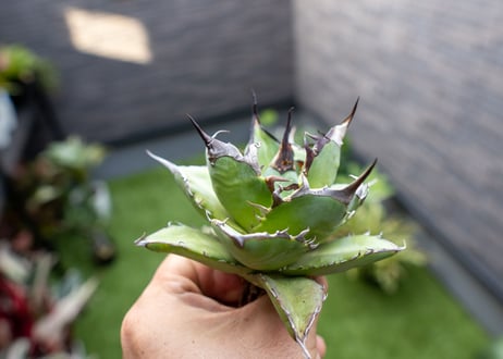 Agave ハデス 黒獄 Ｂ NO.2    (G)