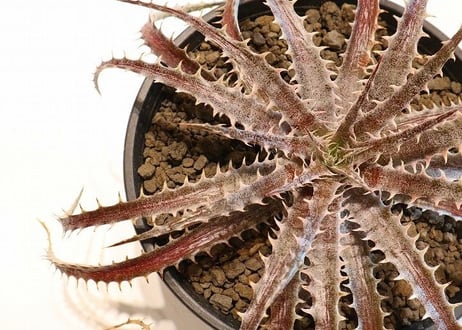 Dyckia delicat GF F1 X (Arizona X ML)