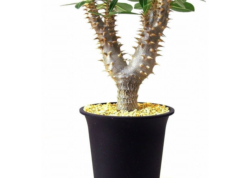 パキポディウム デンシフローラム シバの女王の玉櫛 Pachypodium