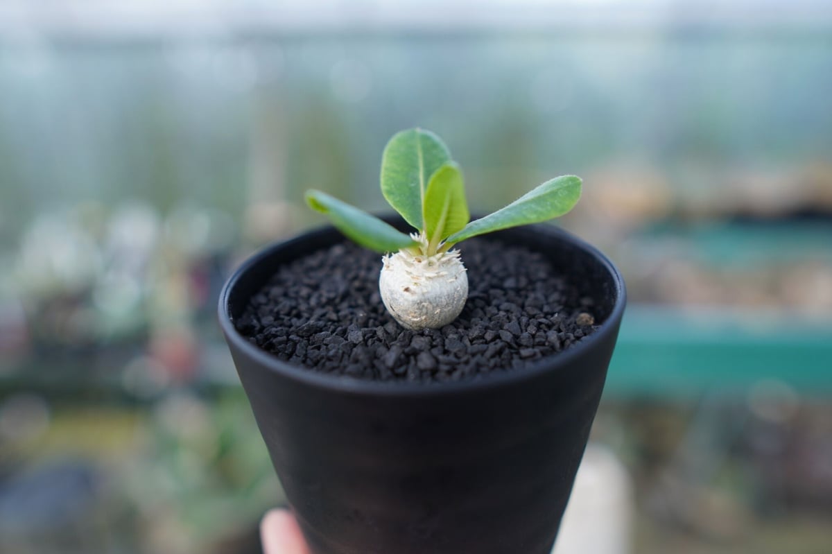 パキポディウム 恵比寿笑い Pachypodium brevicaule No.3 | man