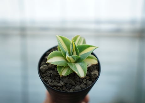アガベ　王妃雷神錦　黄中斑　Agave　“Ohi Raijin Nishiki Kinakahu”
