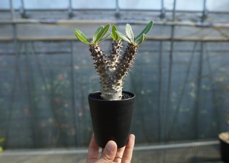 パキポディウム　デンシフローラム Pachypodium densiflorum   No.1