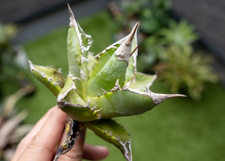 Agave Sowing seeds NO.4   (G)