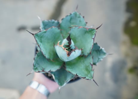 アガベ　チタノタ　 ブラックアンドブルー 　Agave titanota black and blue　NO.1