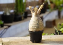 ユーフォルビア　ハンディエンシス　超特大古木　発根済み Euphorbia handiensis ユーフォルビア・ハンディエンシス 剣光閣と呼ば