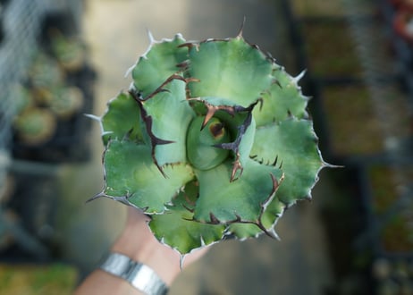 アガベ　チタノタ　黒鯨　Agave titanota black whales　No.1