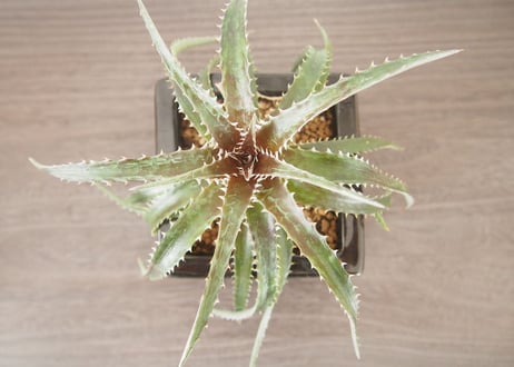 ディッキア Dyckia (reitzii rubra X Arizona) X goehringii type clone