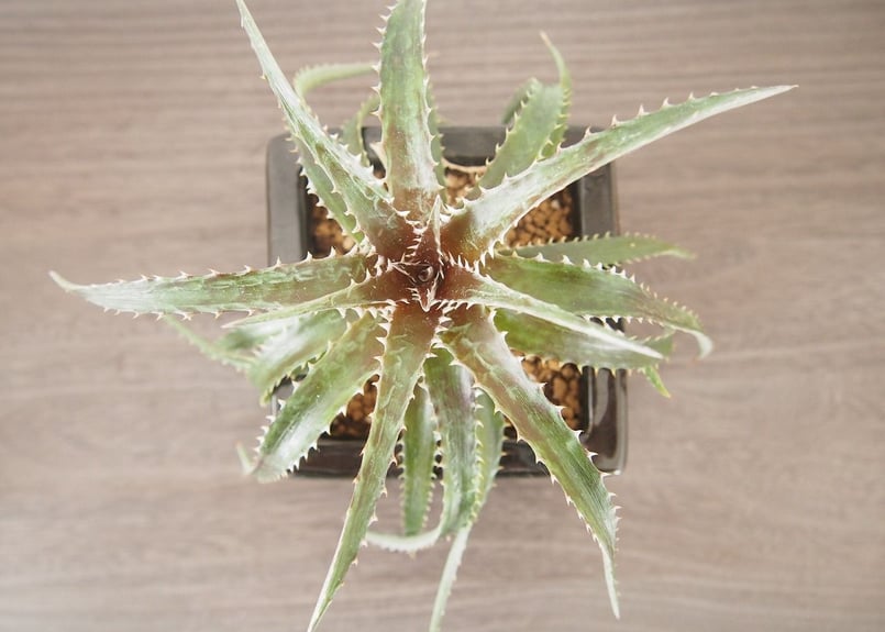 レア ディッキア Dyckia ‘Arizona’ x 'Keswick' レア ディッキア Dyckia 'Arizona' x 'Keswick'