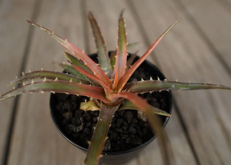 ディッキア　アンダマン　Dyckia andaman