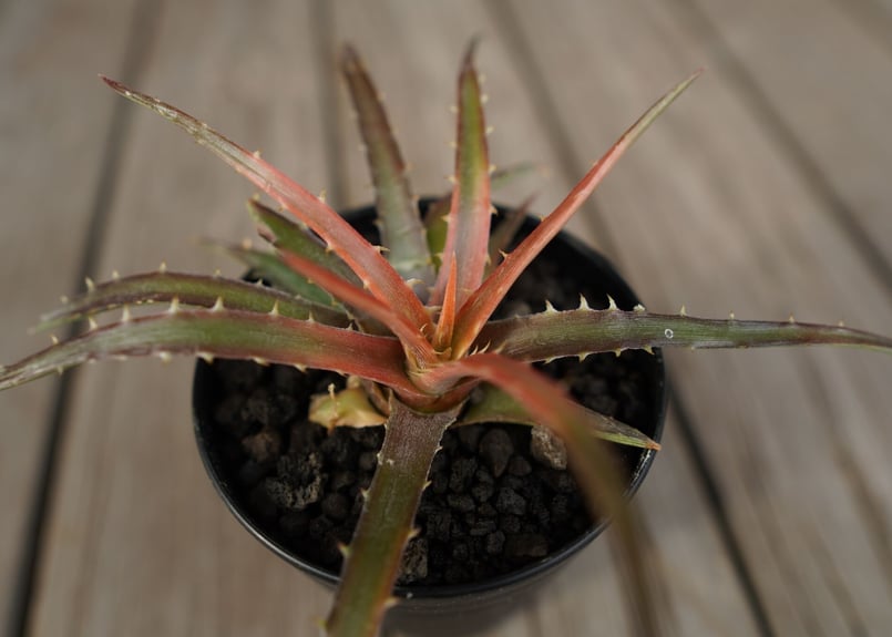 ディッキア アンダマン Dyckia andaman | mana's farm:塊根植物・ア