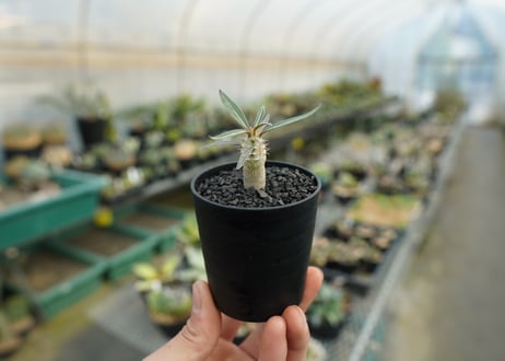 パキポディウム　グラキリス　 Pachypodium Gracilius  No.3