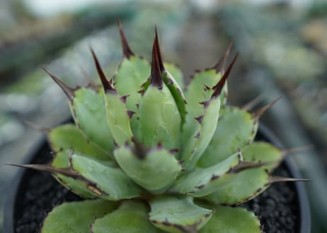 アガベ　マクロアカンサ×ポタトラム　 Agave macroacantha×potatorum　No.6