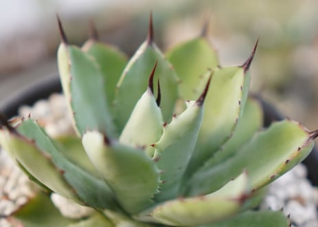 Agave Potatorum×Macroacantha　”八荒雷神”　No.3