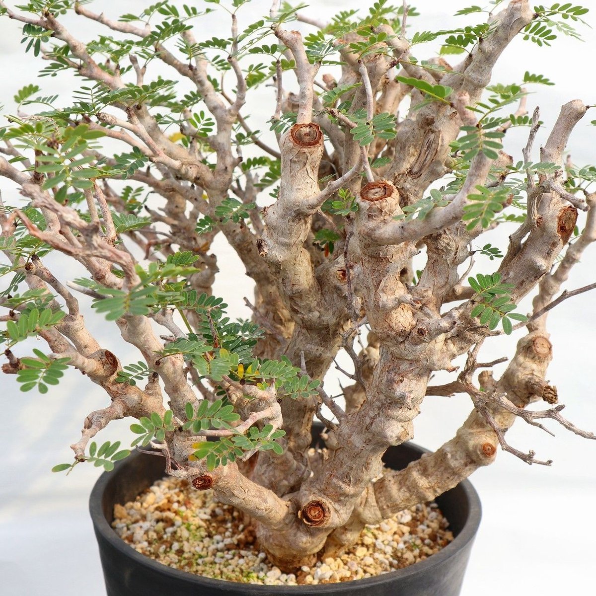 Vriesea 'Manoa Valley' 中株 Vriesea 'Manoa Valley' 中株 Yahoo!オークション -「vriesea