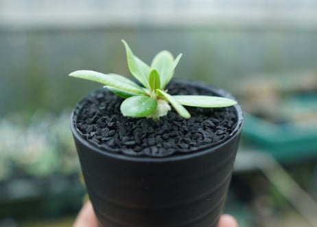 パキポディウム　恵比寿笑い　Pachypodium brevicaule　No.1
