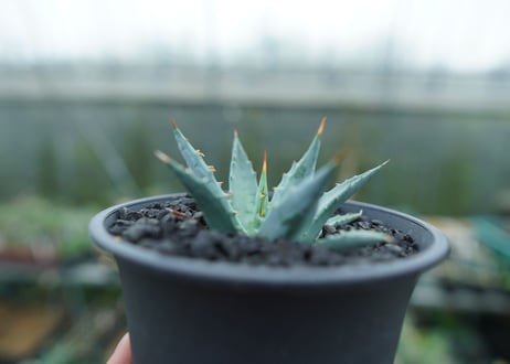 アガベ　ユタエンシス　Agave uthaensis　No.1