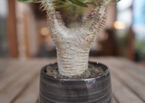 パキポディウム ホロンベンセ　Pachypodium　 horombense