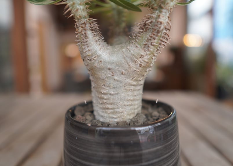 パキポディウム ホロンベンセ Pachypodium horombense | mana's パキポディウム ホロンベンセ Pachypodium horombense | mana's